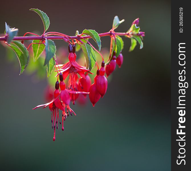 Sunlit fuchsia blossoms hanging like bells from a branch. Sunlit fuchsia blossoms hanging like bells from a branch