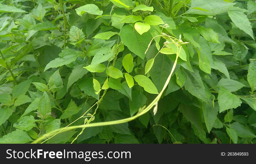 Wild vegetation near sugar cane fields