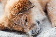 Elo Puppy Sleeps At The Beach Royalty Free Stock Photos Elo Puppy Sleeps At The Beach Royalty Free Stock Photos