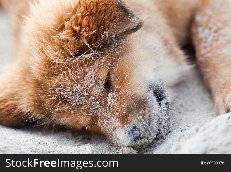 Cute Elo (German dog breed) puppy with sand in the fur sleeps at the beach. Cute Elo (German dog breed) puppy with sand in the fur sleeps at the beach