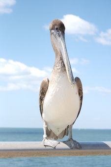 Pelican Sitting On Rail Stock Image