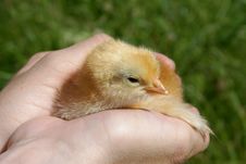 Chicken In Hands Stock Photography