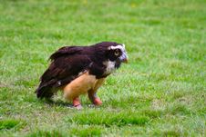 Spectacled Owl 7 Stock Image Spectacled Owl 7 Stock Image