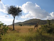 Giraffe And Lone Tree Royalty Free Stock Photo