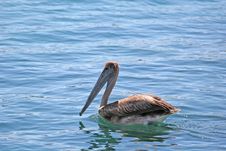 Pelican Afloat Stock Photography Pelican Afloat Stock Photography