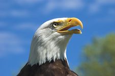 Bald Eagle Profile Royalty Free Stock Image