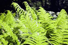 Fern-1 Stock Images Fern-1 Stock Images