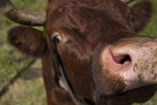 Valais Cow Stock Photo