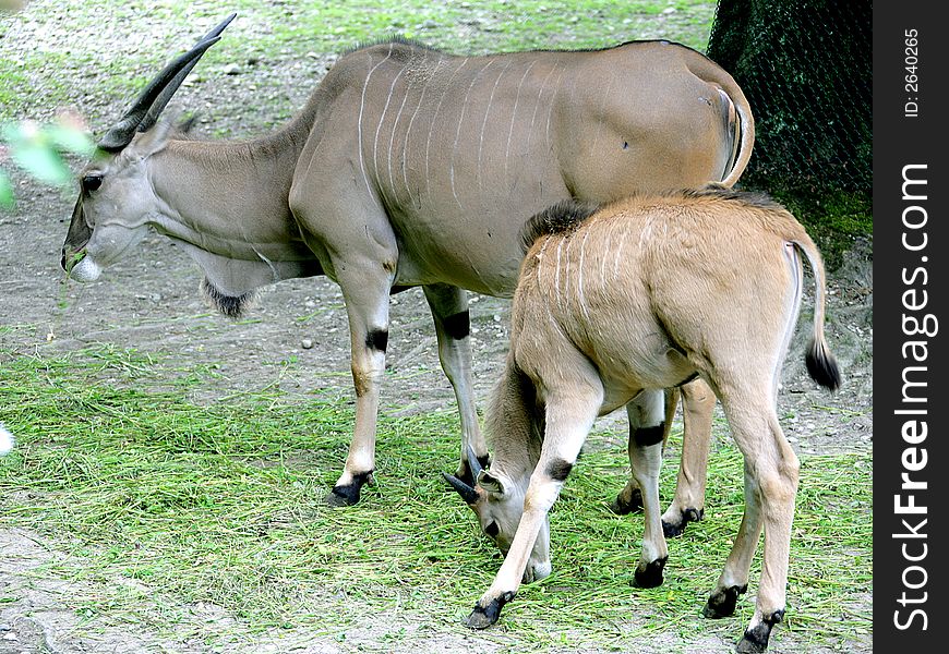 View of nyala antelopes at pasture. View of nyala antelopes at pasture