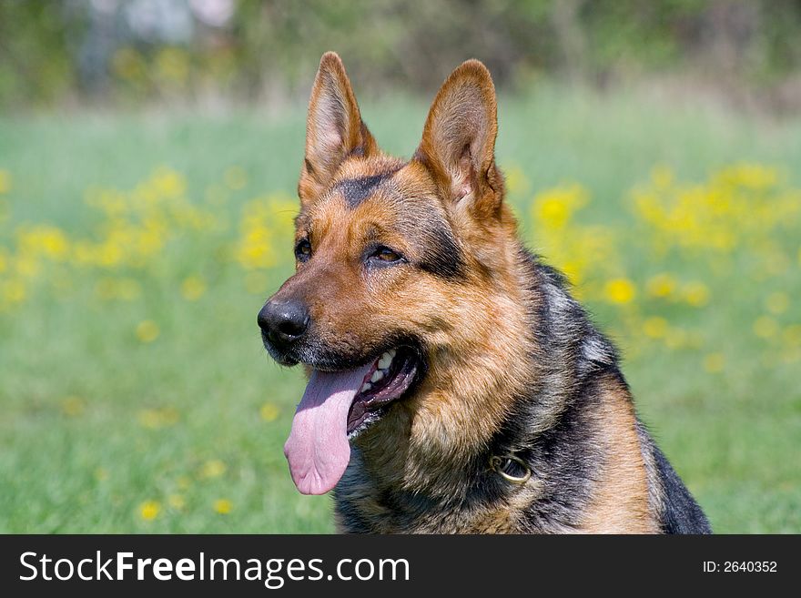 Germany shepherd sitting in the garden. Germany shepherd sitting in the garden