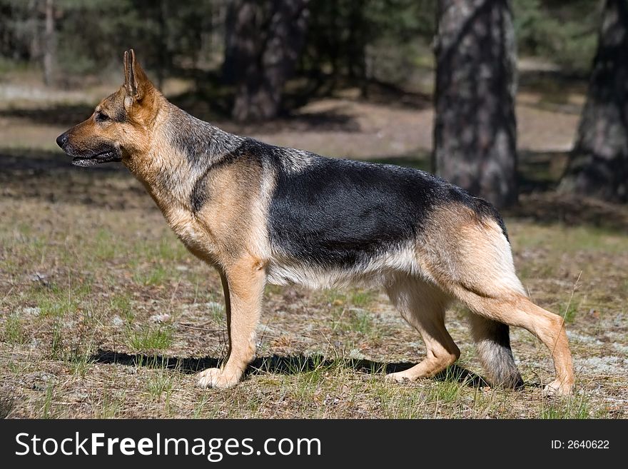 Germany shepherd staying in the forest. Germany shepherd staying in the forest