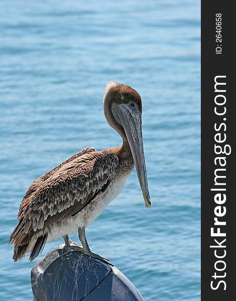 A pelican resting on the engine of a boat. A pelican resting on the engine of a boat