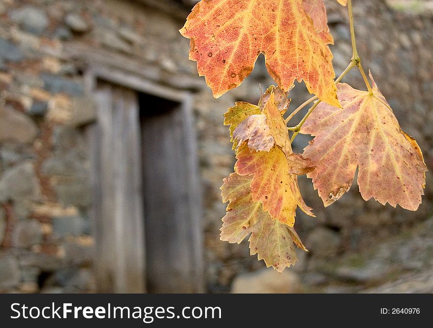 Autumn leaves from a grape tree