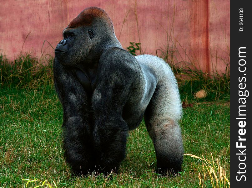 A male Gorilla in the zoo