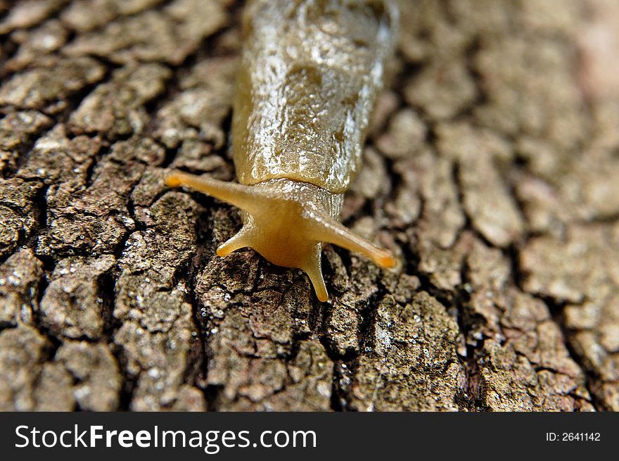 Slug On The Tree