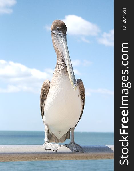 Pelican sitting on rail