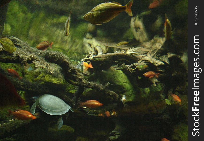 Fish and turtle underwater in a tank