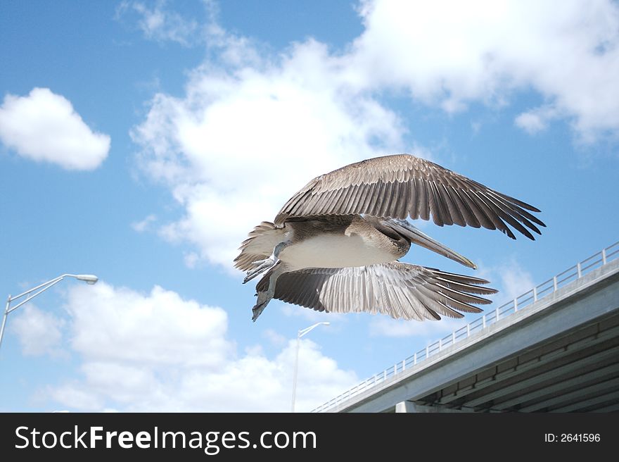 Pelican in flight over old key biscayne bridge, key biscayne, florida