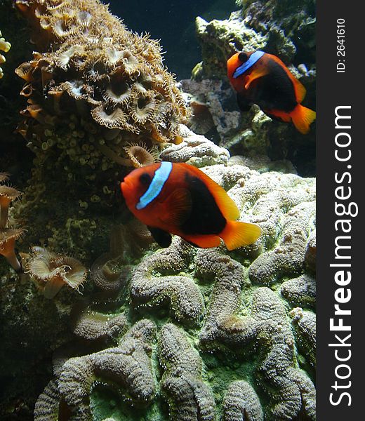 Clown fish at the aquarium