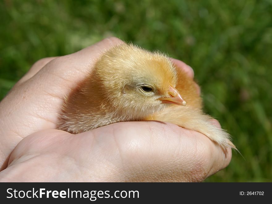 Chicken In Hands