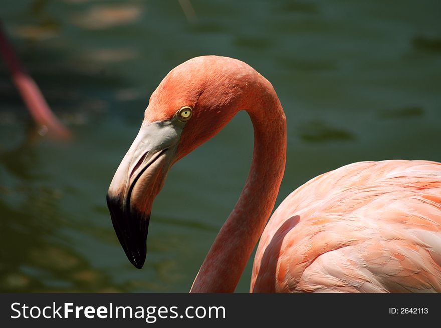 Pink Flamingo detail over green water