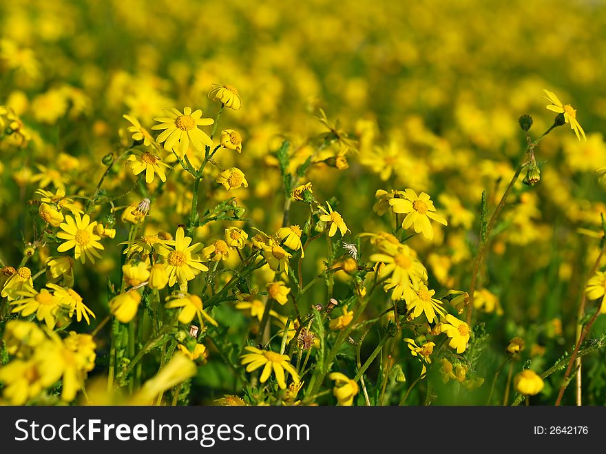 Yellow flowers field background at spring
