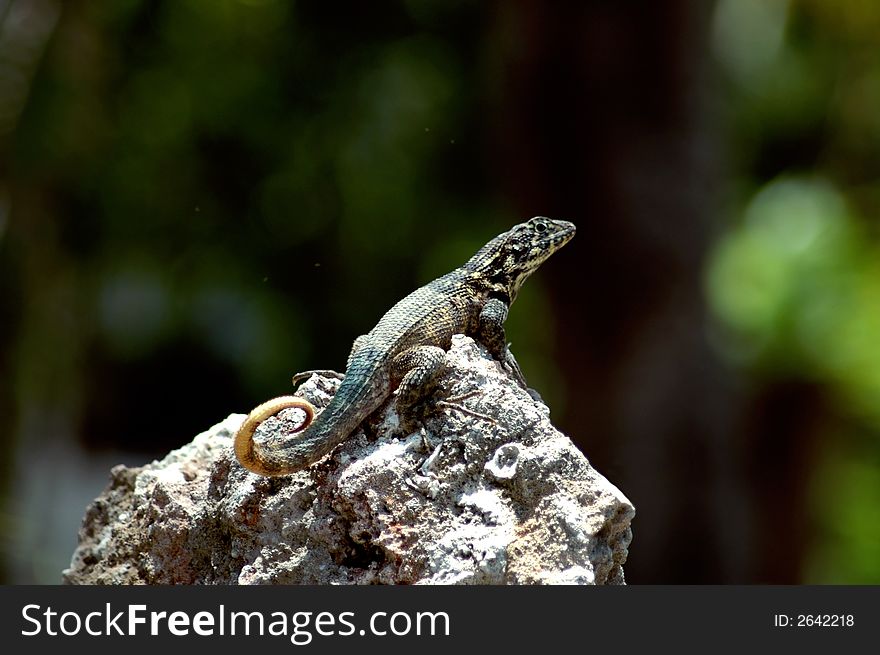 Detail of lizard resting on a rock