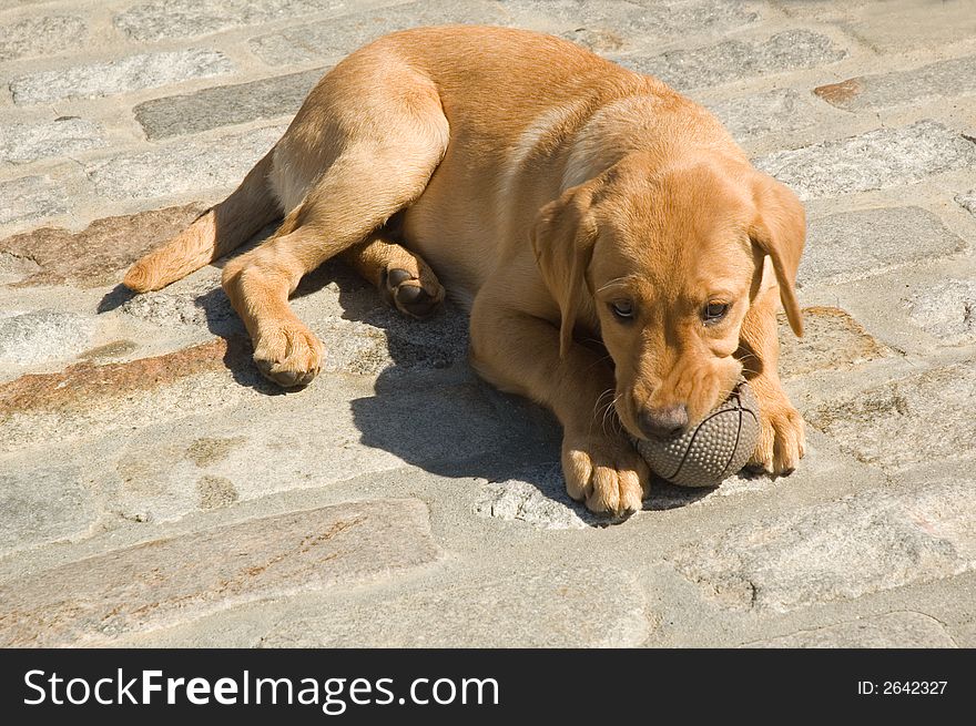 Cute labrador puppy laying on stone pavement chewing ball