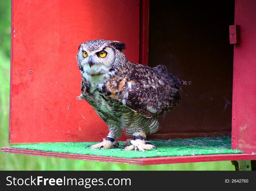 Great Horned Owl Perched and Ready for Flight. Great Horned Owl Perched and Ready for Flight