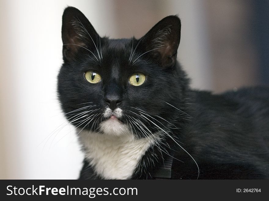 Handsome Black And White Cat