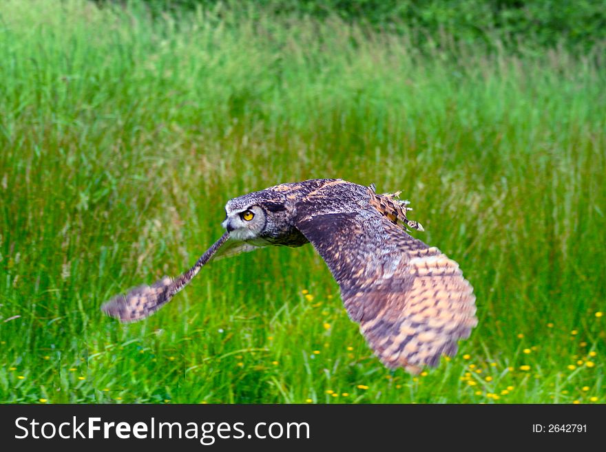 Beautiful Great Horned Owl in Flight. Beautiful Great Horned Owl in Flight