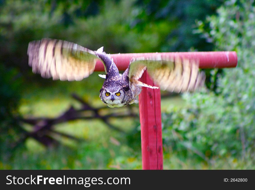 Great Horned Owl Flying 4