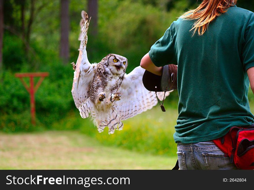 Beautiful Great Horned Owl in Flight. Beautiful Great Horned Owl in Flight