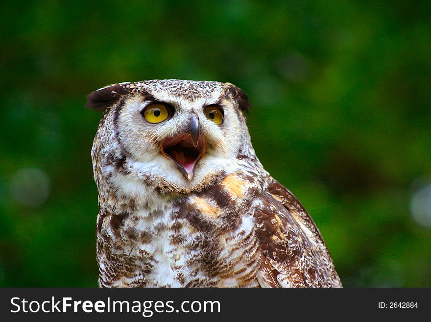 Great Horned Owl Perched and Ready for Flight. Great Horned Owl Perched and Ready for Flight