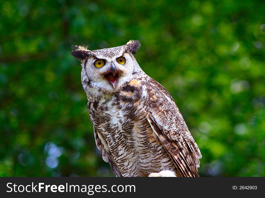 Great Horned Owl 11