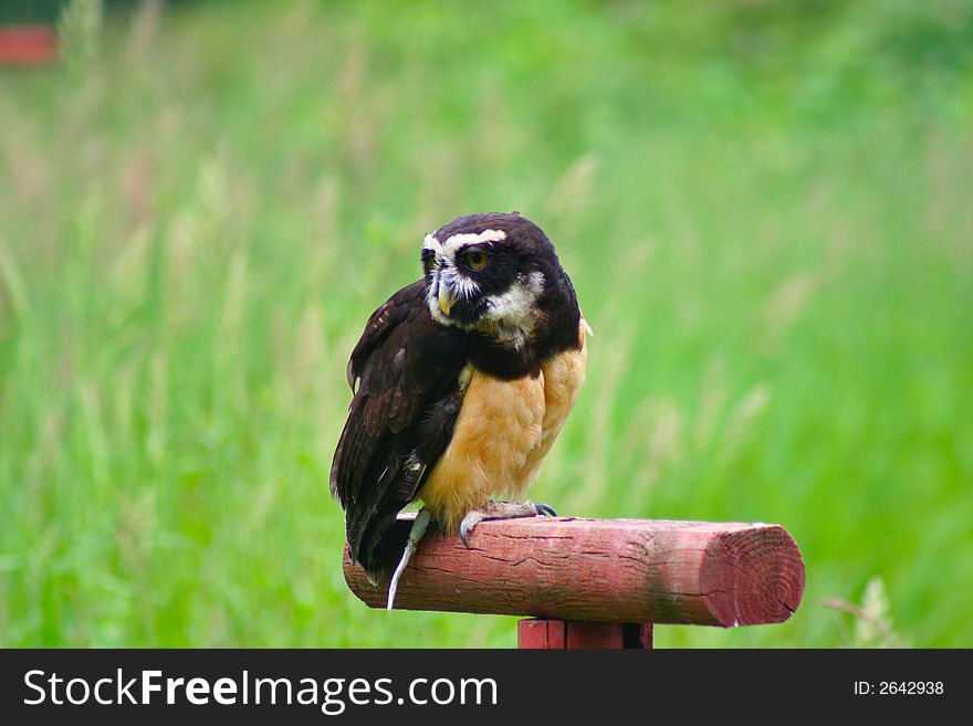 Spectacled Owl 1