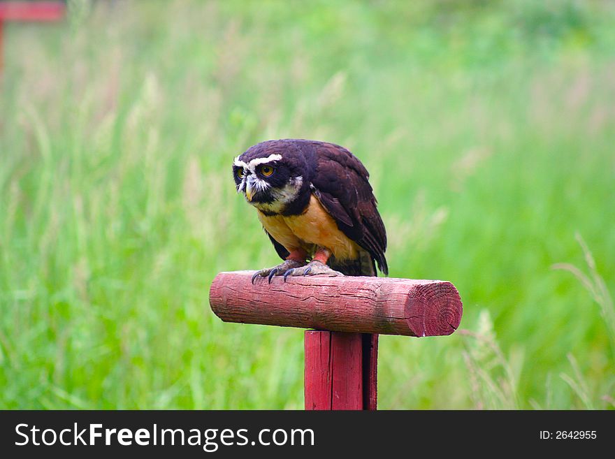 Spectacled Owl 2