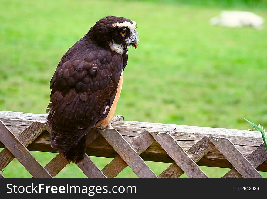 Spectacled Owl Perched and Ready for Flight. Spectacled Owl Perched and Ready for Flight