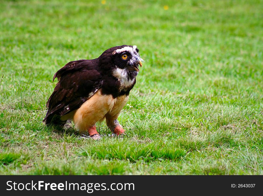 Spectacled Owl Perched and Ready for Flight. Spectacled Owl Perched and Ready for Flight