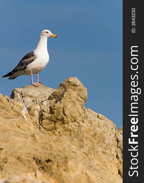 Bird standing atop a big rock looking for prey. Bird standing atop a big rock looking for prey.