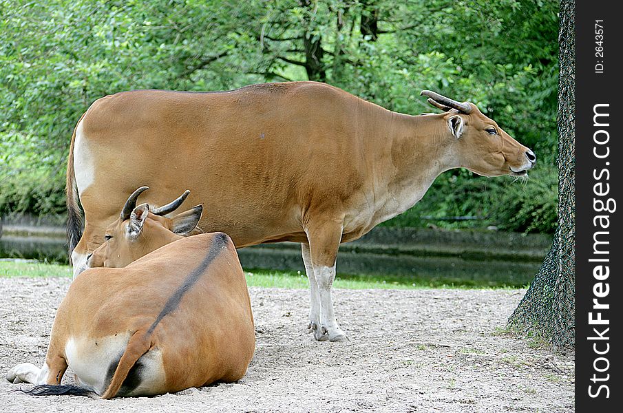 View of two Banteng cows. View of two Banteng cows