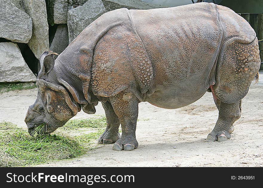Rhinoceros with the sawn off horn. Rhinoceros with the sawn off horn