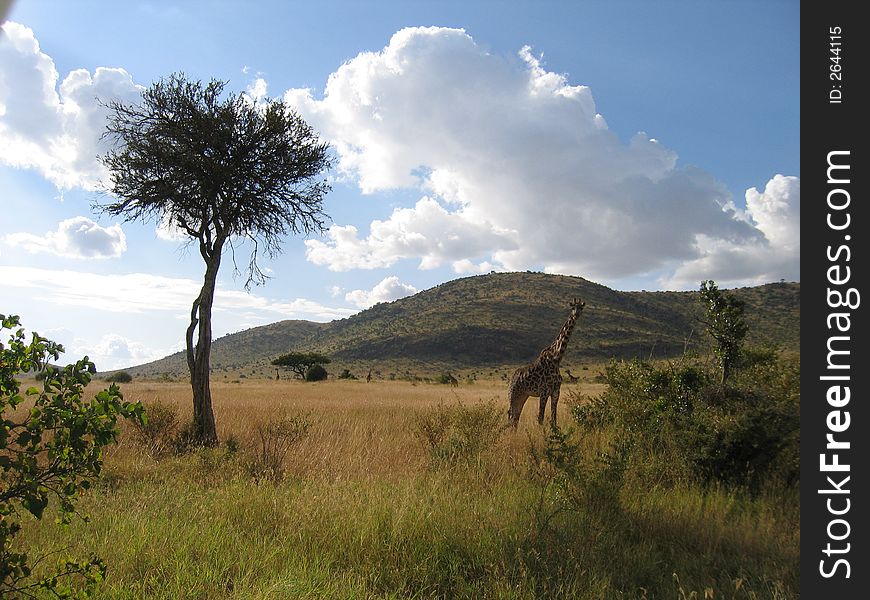 Giraffe and lone tree