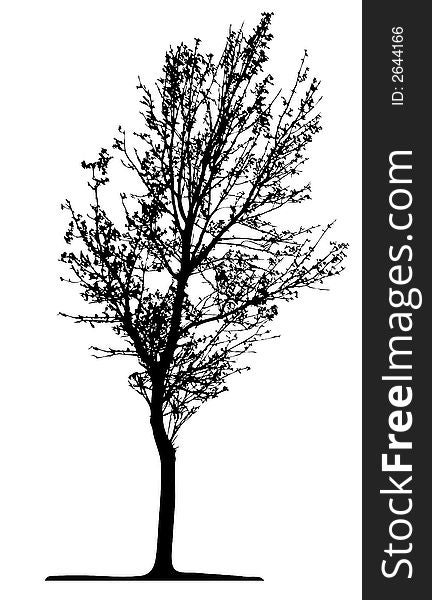 Trees - This image is a vector illustration and can be scaled to any size. Trees - This image is a vector illustration and can be scaled to any size