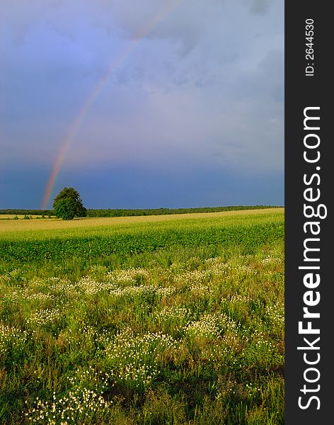 Wide filed with single tree and the rainbow. Wide filed with single tree and the rainbow
