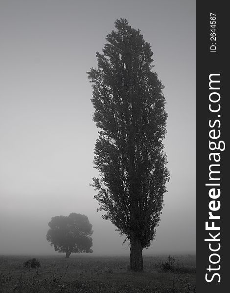 two trees in foggy morning