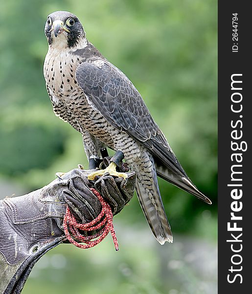Hunting falcon on the trainer`s hand. Hunting falcon on the trainer`s hand