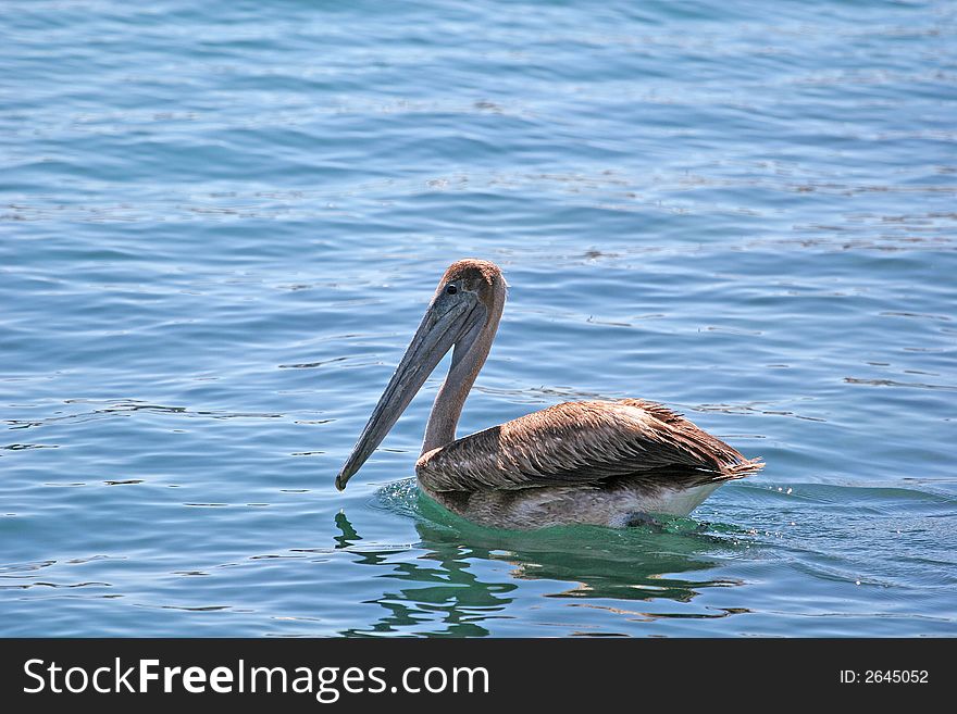 A pelican floating in calm waters of a port. A pelican floating in calm waters of a port