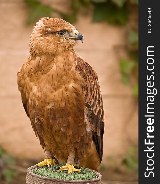 Eagle portrait on brown background