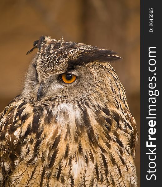 Portrait of wise owl with beautiful eyes